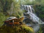 Painted_Turtle_Superior