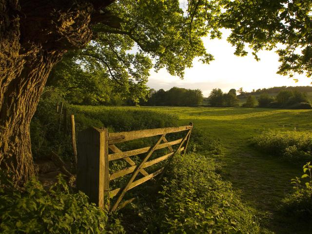 Afternoon_Sunlight