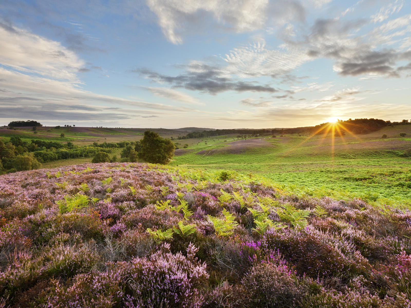 Blooming_Heather_at