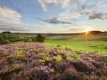 Blooming_Heather_at