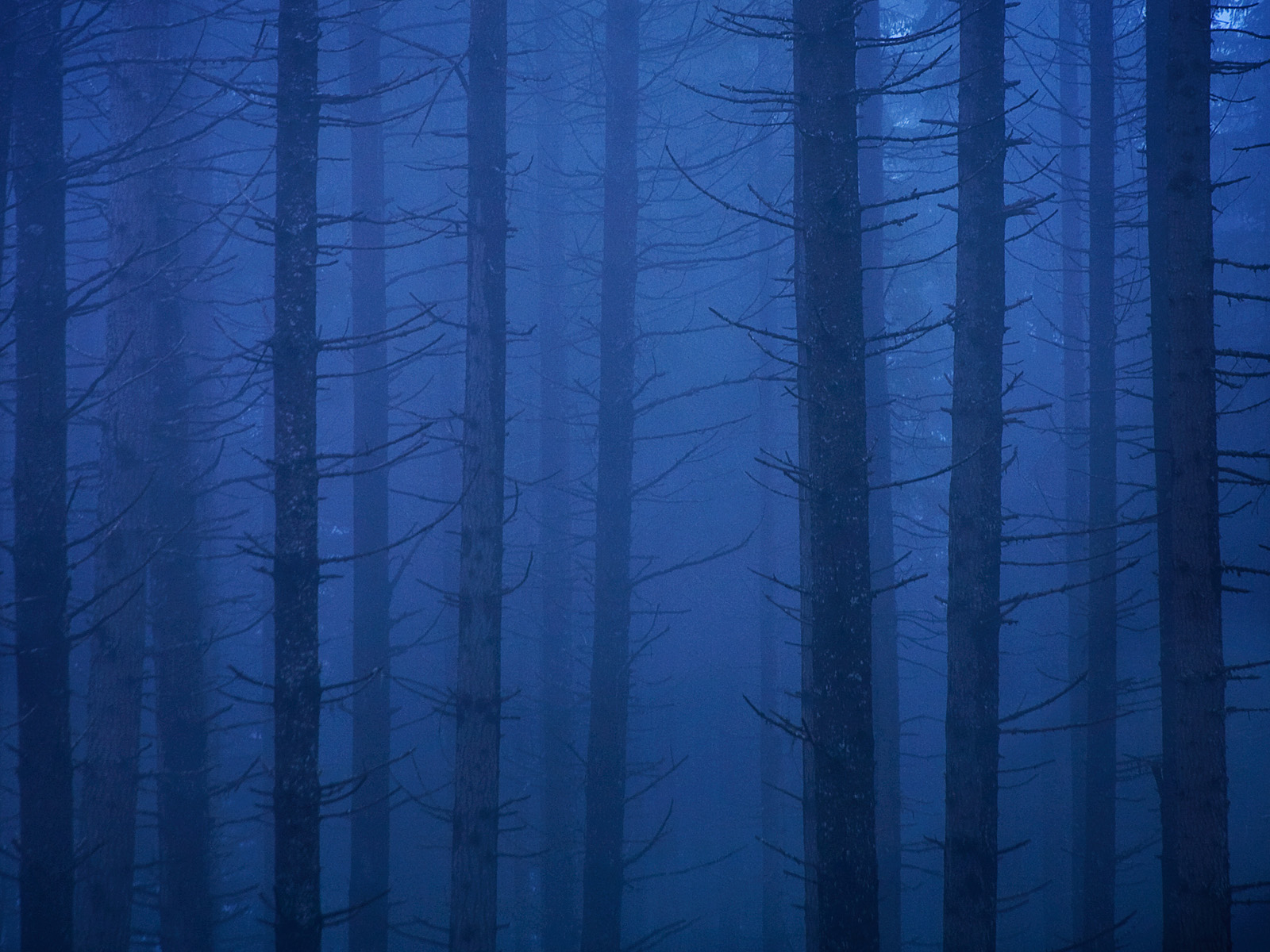 Blue_Velvet_Mount