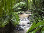 Daintree_Park