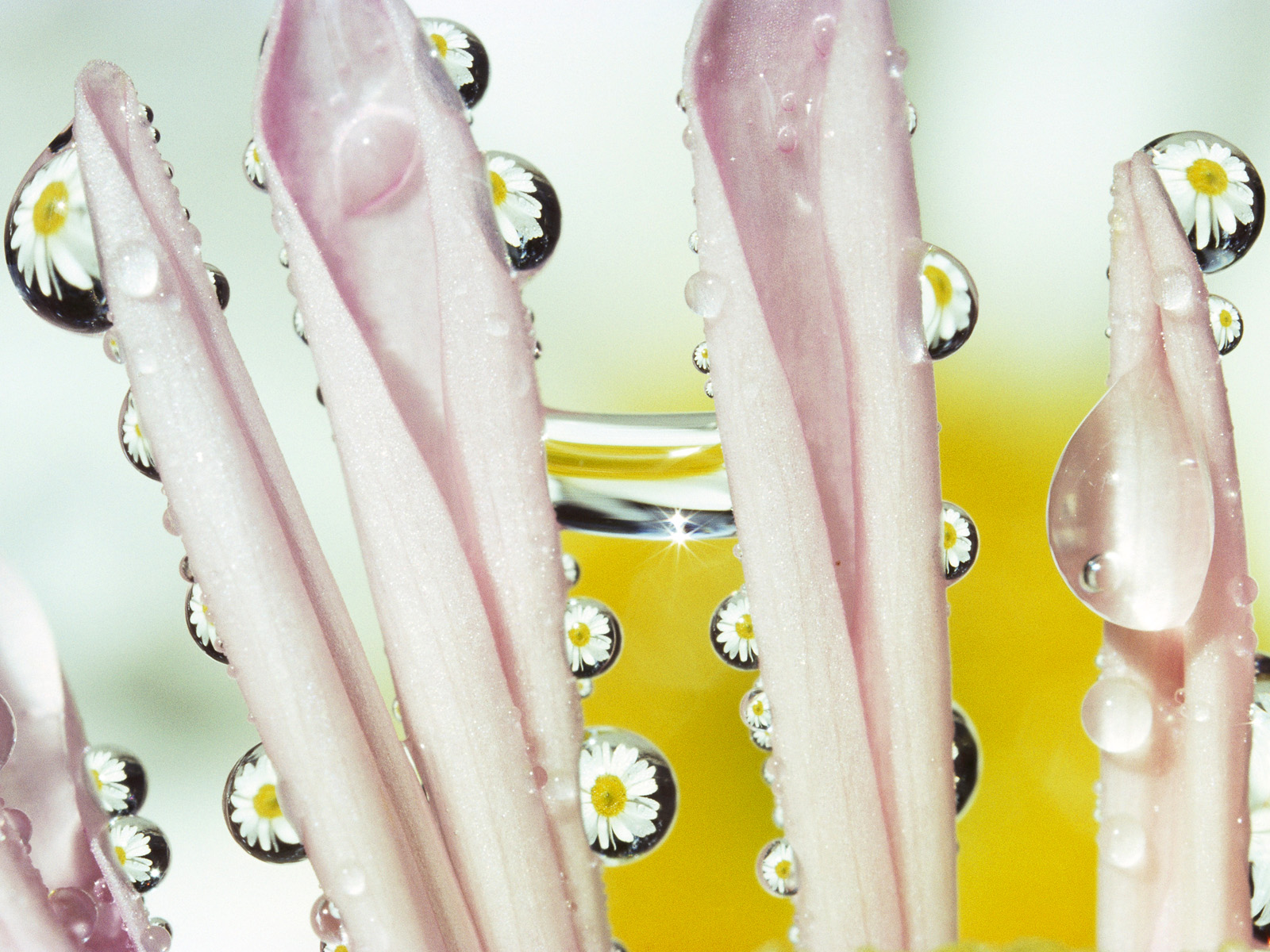 Dew_Drops_on