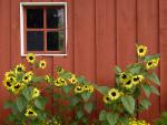 Red_Barn