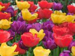 Tulips_Skagit_Valley