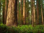 Stout_Grove_Jedediah