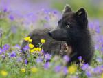 Arctic_Fox