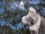 Koala_in_a_Gum_Tree