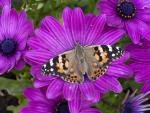Painted_Lady