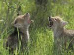 Coyotes_Rocky_Mountains