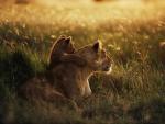 Lion_Mother_and_Cub