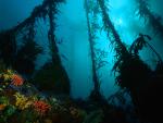 Kelp_Forest