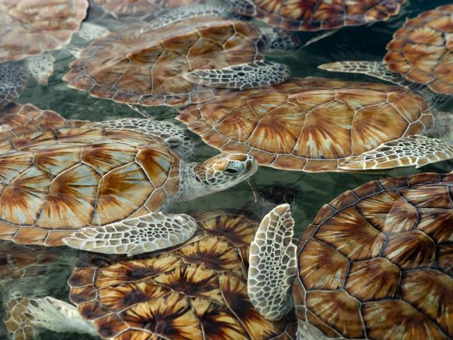 Green_Sea_Turtles