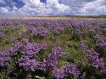 Mediterranean_Sea_Lavender