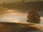 Red_Oak_Veluwezoom