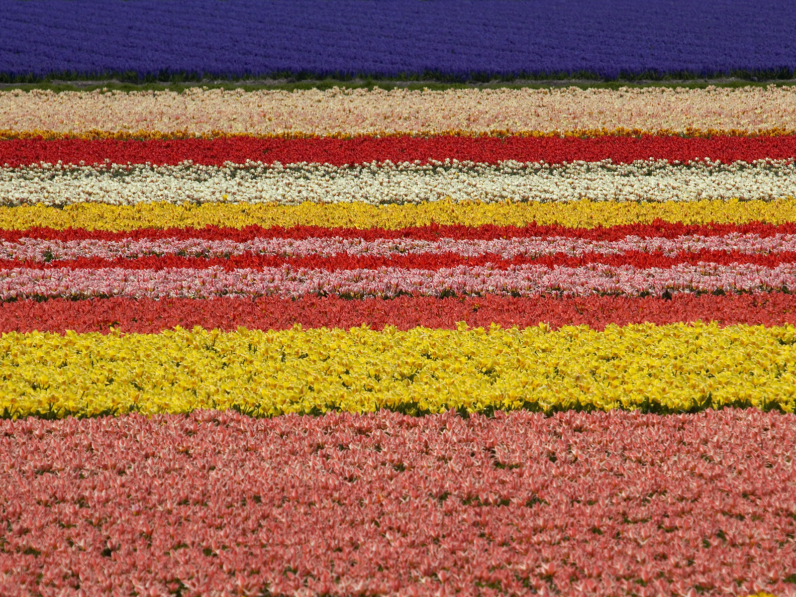 Tulip_Farm