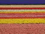 Tulip_Farm
