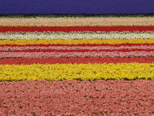 Tulip_Farm