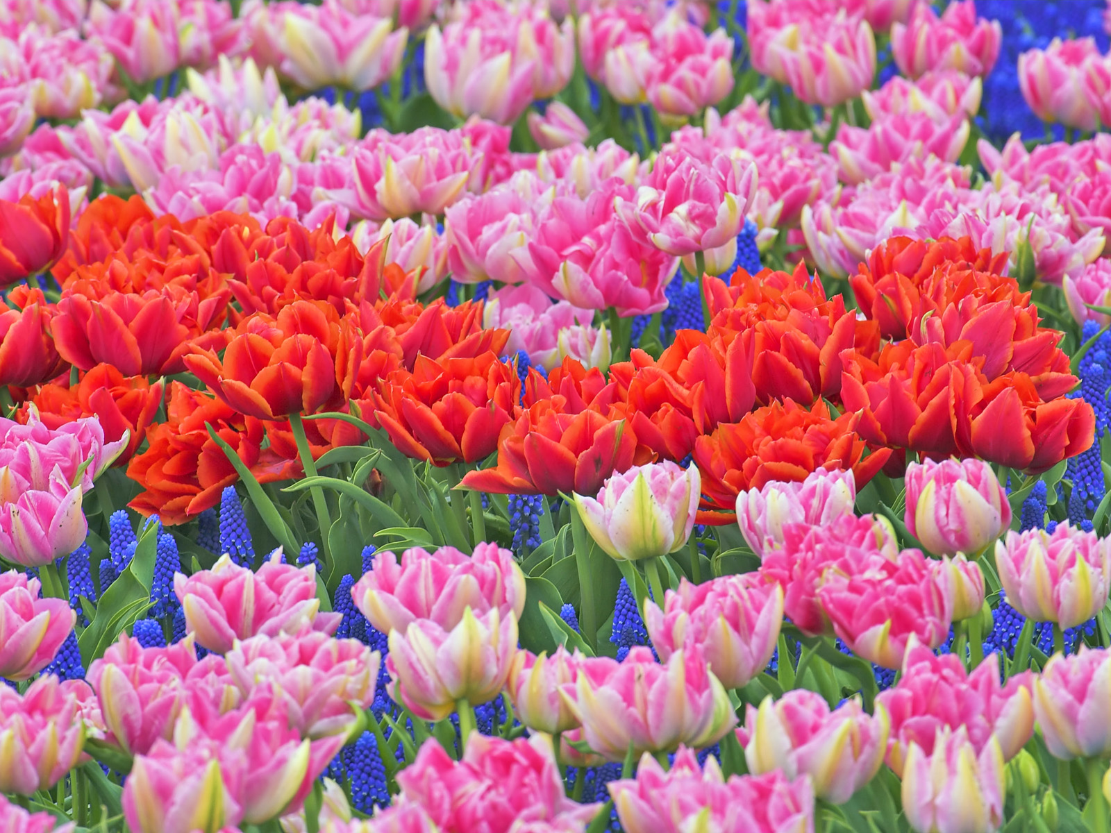 Tulips_and_Grape