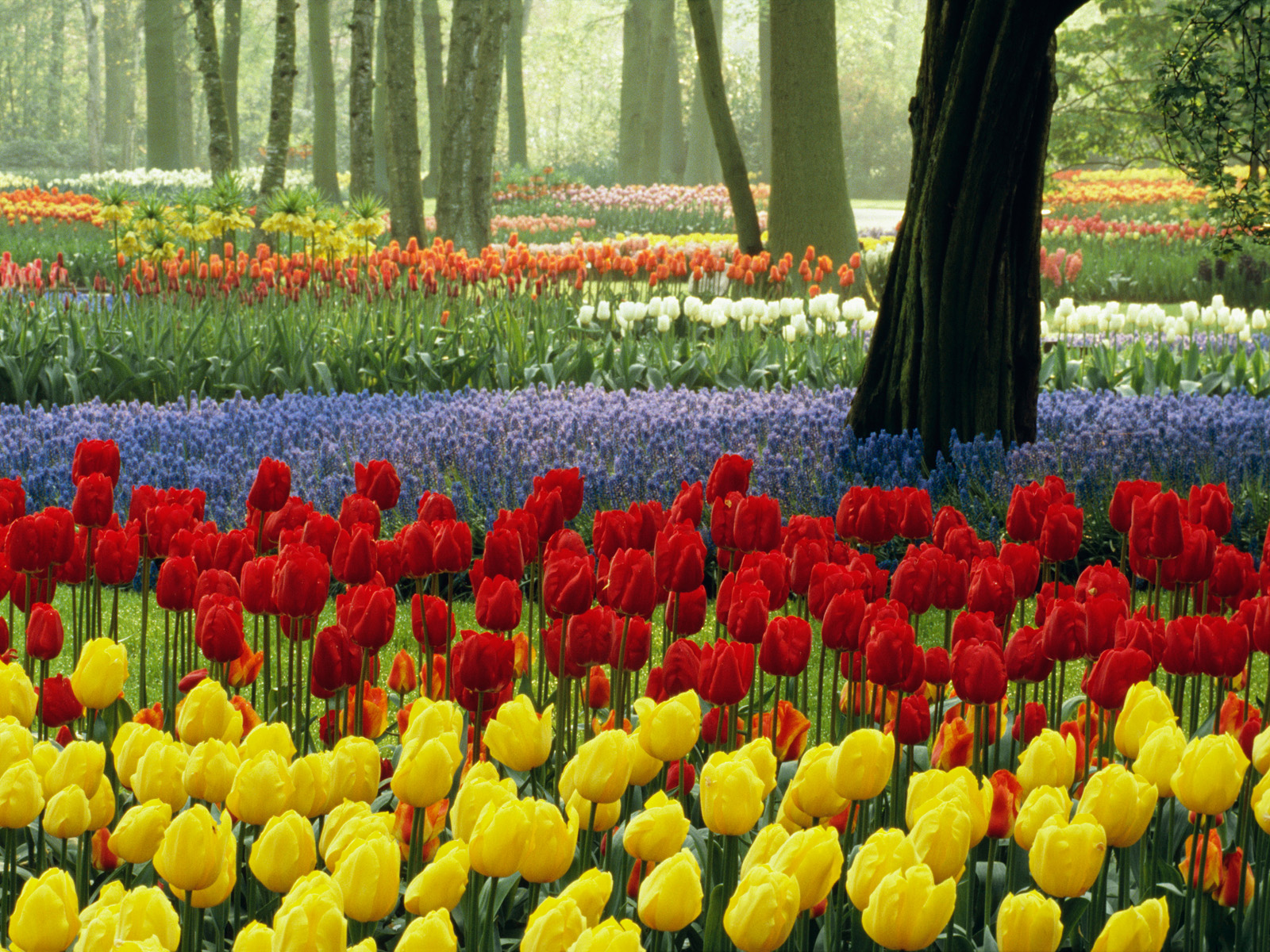 Tulips_Keukenhof