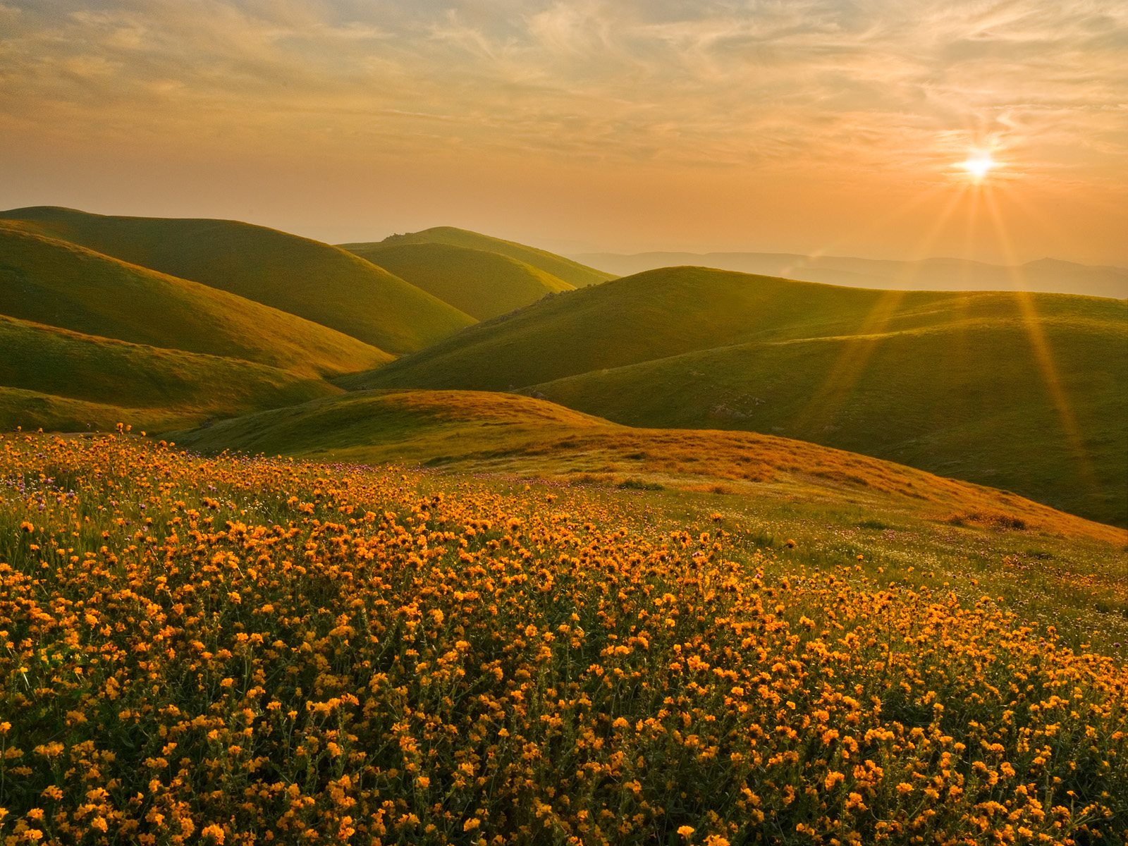 Cluster_of_Fiddleneck