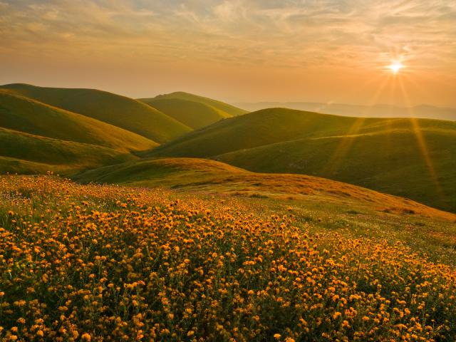 Cluster_of_Fiddleneck