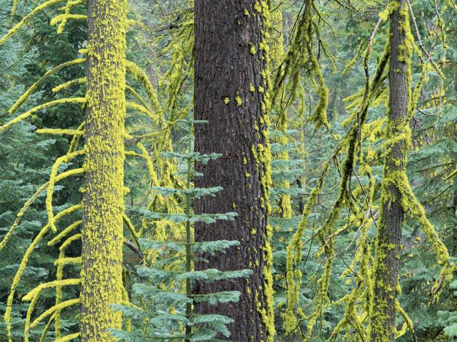 Douglas_Fir_Forest