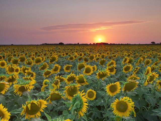 Field_of_Sunflowers