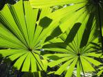 Licuala_Fan_Palm