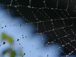 Morning_Dew_on_Web