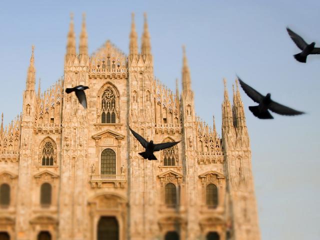 Pigeons_of_Milan