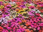 Pink_and_Red