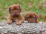 Dogue_de_Bordeaux