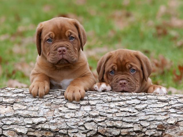 Dogue_de_Bordeaux