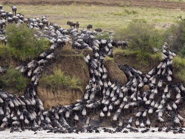 Blue_Wildebeest
