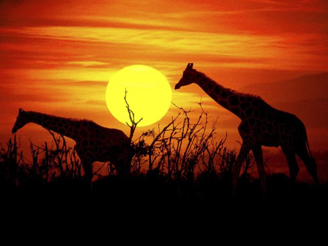 Giraffes_Grazing