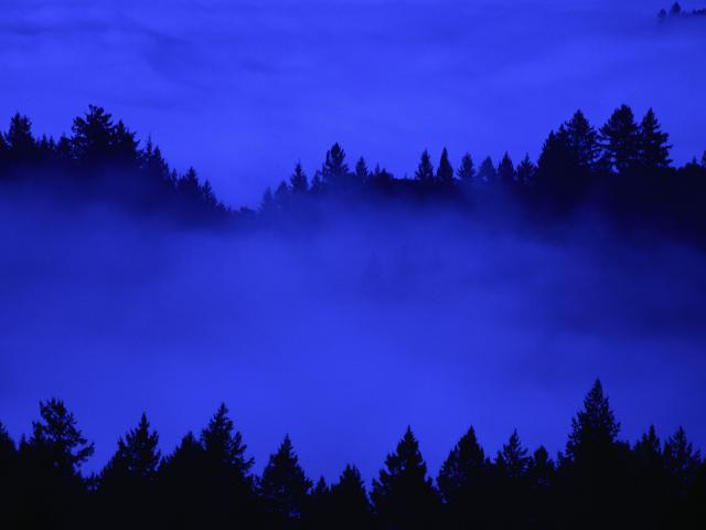 Tree_Tops_in_Fog