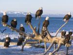 Bald_Eagles_Homer