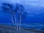 Birch_Trees_Lake