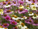 Coneflowers