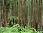 Dandenong_Ranges