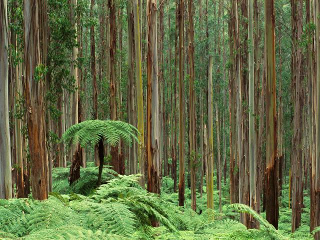 Dandenong_Ranges