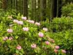 Blooming_Wild_Rhodo