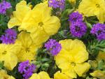 Evening_Primrose