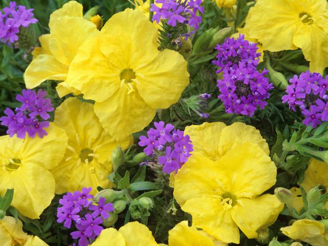 Evening_Primrose