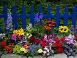 Flowers_Along_a