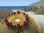 Giant_Barrel_Cactus