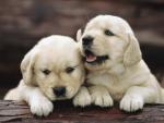 Golden_Retriever_Pup
