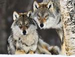 Gray_Wolf_Pair