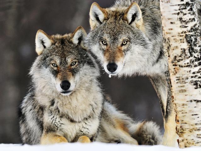 Gray_Wolf_Pair